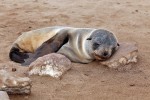 Cape Cross Seal Reserve
