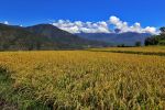 okolice Punakha
