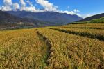 okolice Punakha
