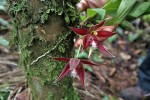 orchidea w Puno
