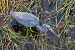 Everglades National Park
