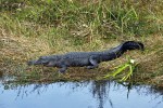 Everglades National Park
