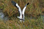 Everglades National Park
