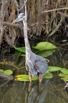 Everglades National Park
