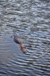 Everglades National Park
