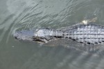 Everglades National Park
