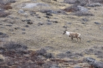 Kangerlussuaq
