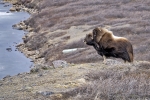 Kangerlussuaq
