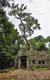 Angkor - Ta Prohm
