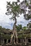 Angkor - Ta Prohm
