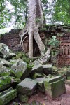 Angkor - Ta Prohm
