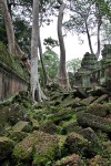 Angkor - Ta Prohm
