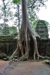 Angkor - Ta Prohm
