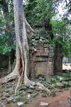 Angkor - Ta Prohm
