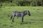 Masai Mara
