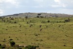 Masai Mara
