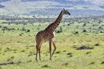 Masai Mara
