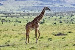 Masai Mara
