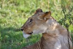 Masai Mara
