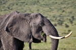 Masai Mara
