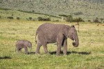 Masai Mara
