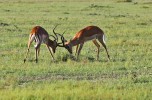 Masai Mara
