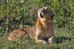 Masai Mara
