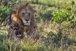 Masai Mara
