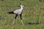 Masai Mara
