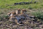 Masai Mara
