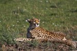 Masai Mara
