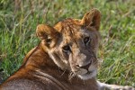 Masai Mara
