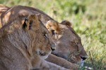 Masai Mara
