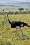 Masai Mara
