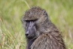 Masai Mara
