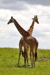 Masai Mara
