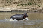 Masai Mara
