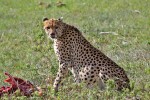 Masai Mara
