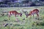 Masai Mara
