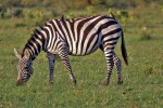 Masai Mara
