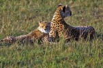 Masai Mara
