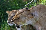 Masai Mara
