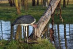 Park Narodowy Nakuru
