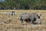 Park Narodowy Nakuru
