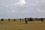 Park Narodowy Amboseli
