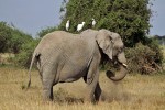 Park Narodowy Amboseli
