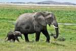 Park Narodowy Amboseli
