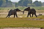 Park Narodowy Amboseli
