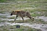 Park Narodowy Amboseli
