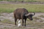 Park Narodowy Amboseli
